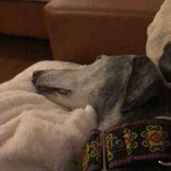 Meet your Posher, Tracy-ann - Picture 1 of 1